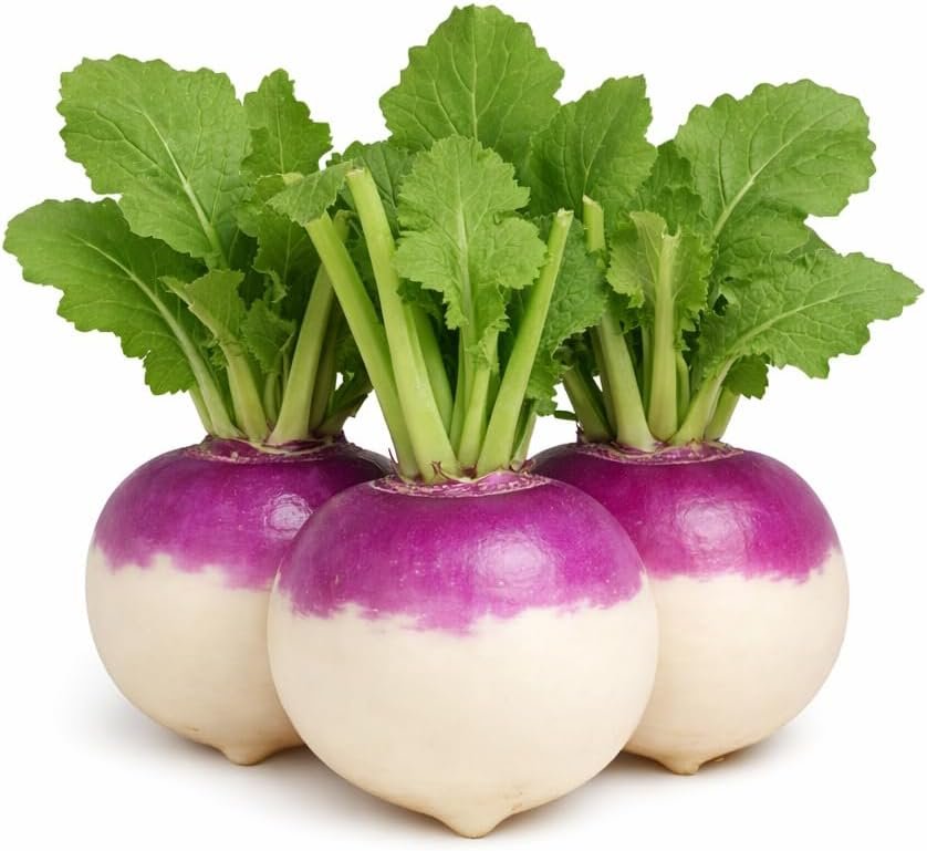 Purple Top White Globe Turnip Seeds – Round White Roots with Purple Crown,...