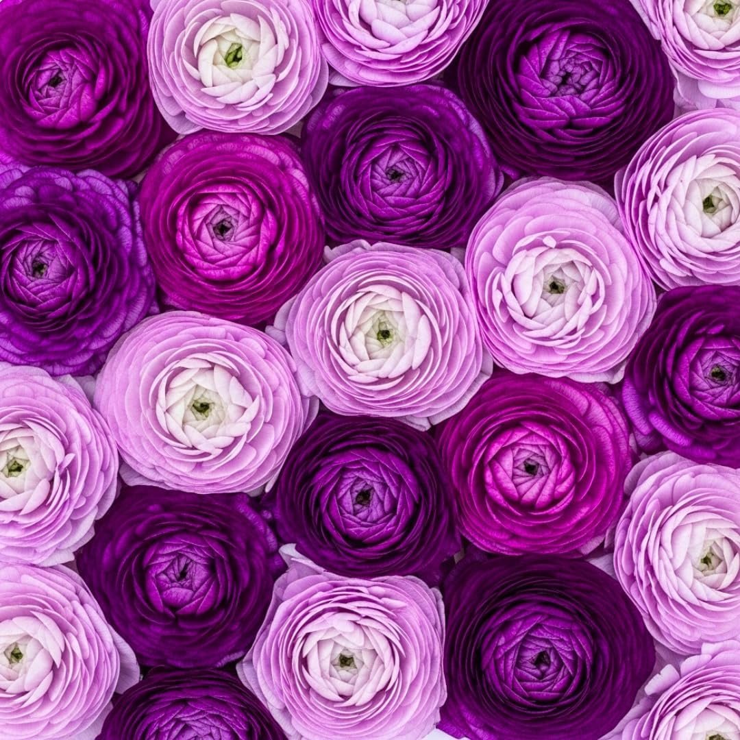 Purple Ranunculus Bulbs for Planting – 20 Large Healthy Corms – Rich Purple,...