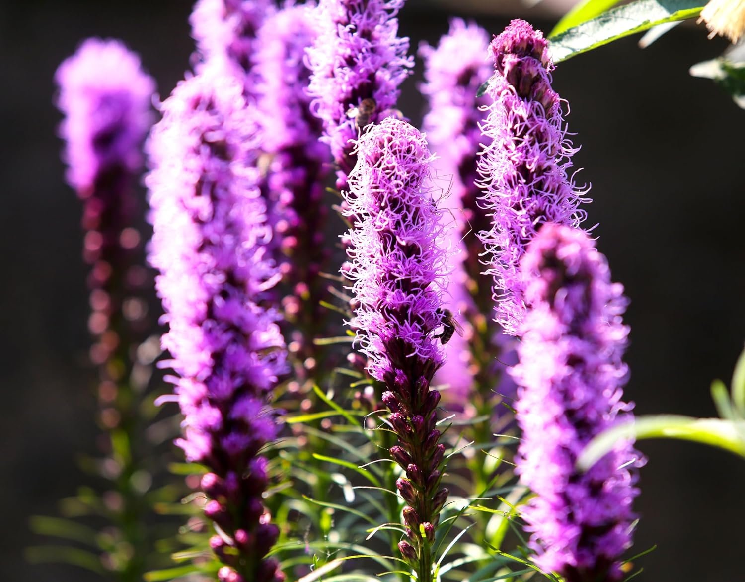 Seeds Blazing Star Flower 50+ Seeds to Grow Liatris Spicata Perennial Plant to...