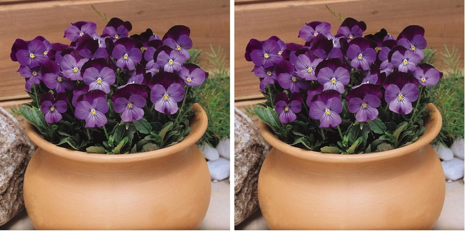 Outsidepride Admiration Viola Pansy Seeds for Planting - 1000 Pcs. Perennial,...