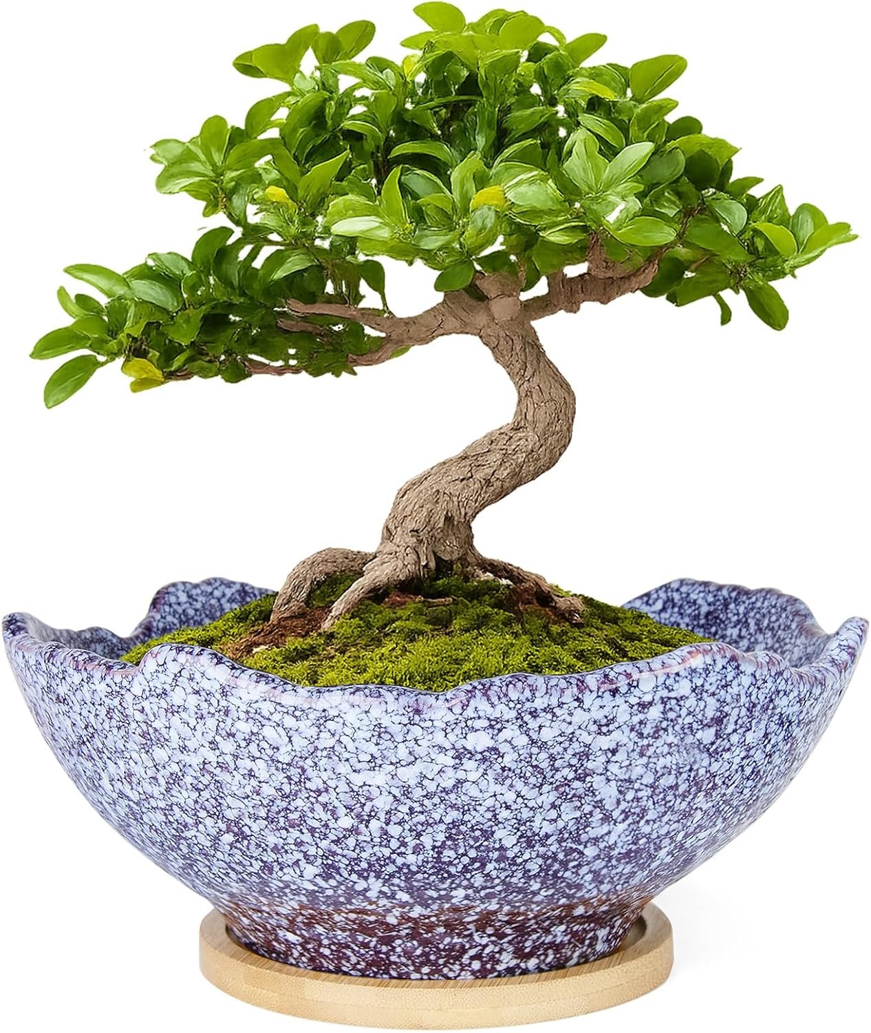 ARTKETTY Bonsai Pots - 9.06'' Ceramic Pots for Indoor Plants, Large Succulent...